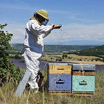 Les apiculteurs en vido