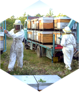 Apiculture - transhumance des ruches