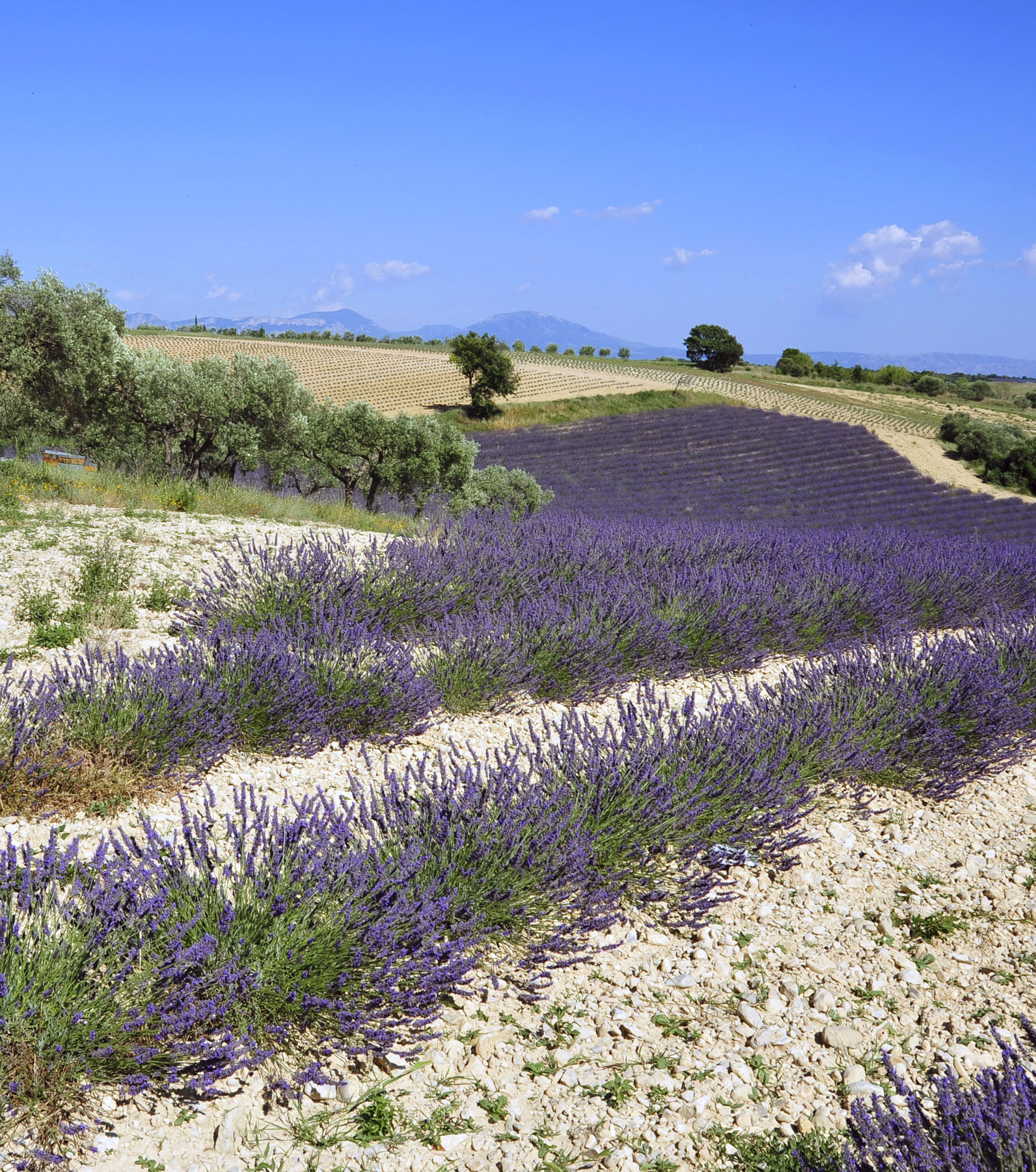 Apiculteurs de Provence