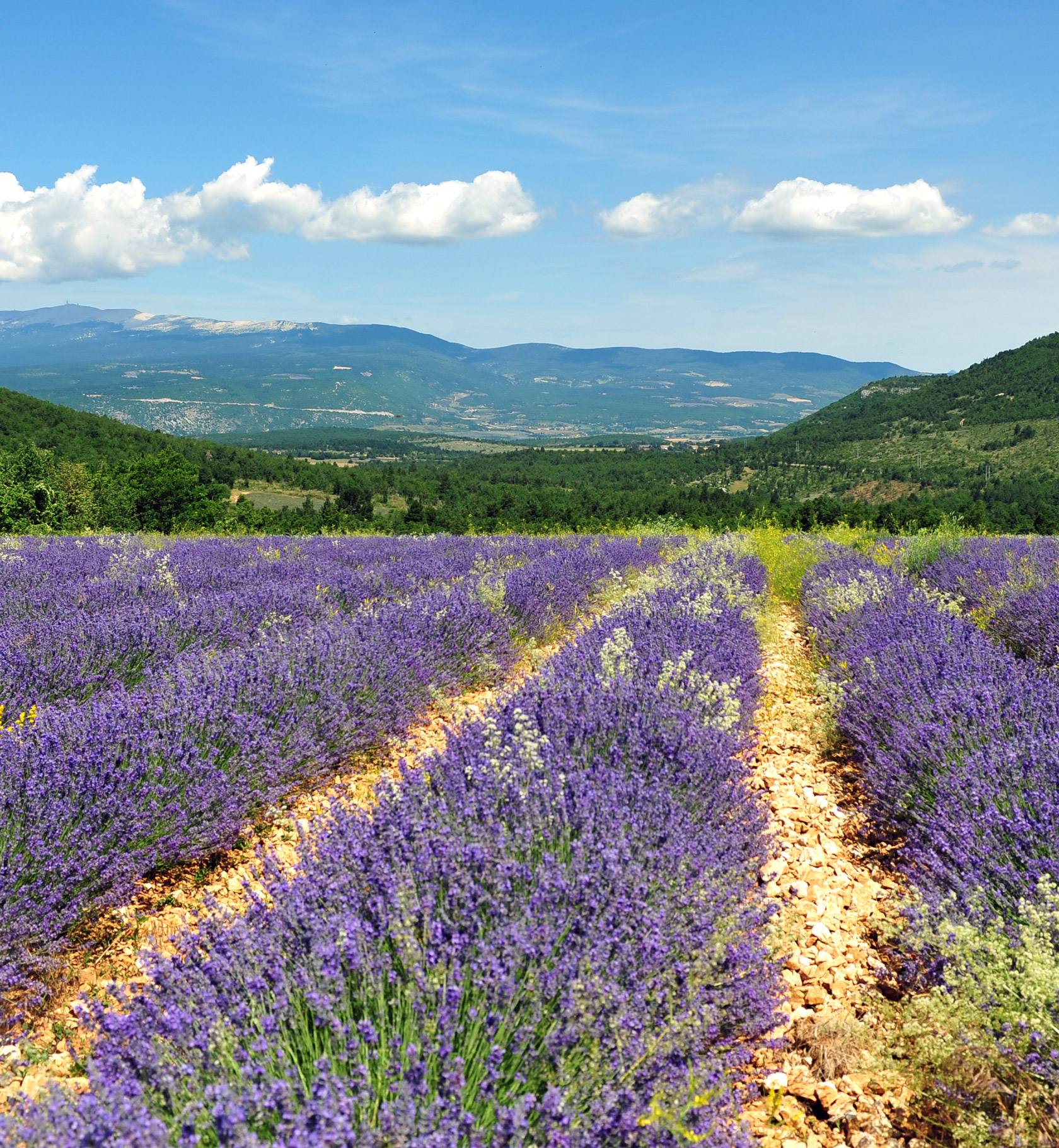 Apiculteurs de Provence