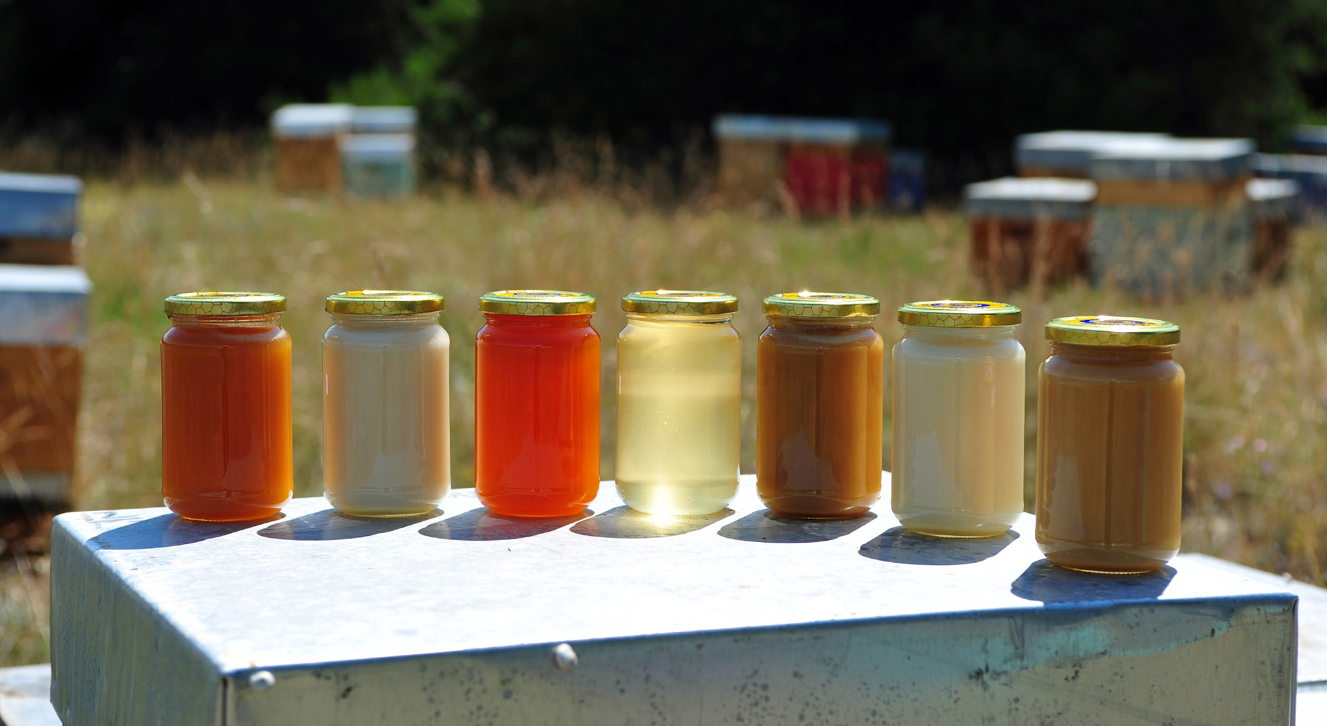 Une grande variété de miels de Provence