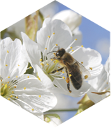 Apiculture et pollinisation