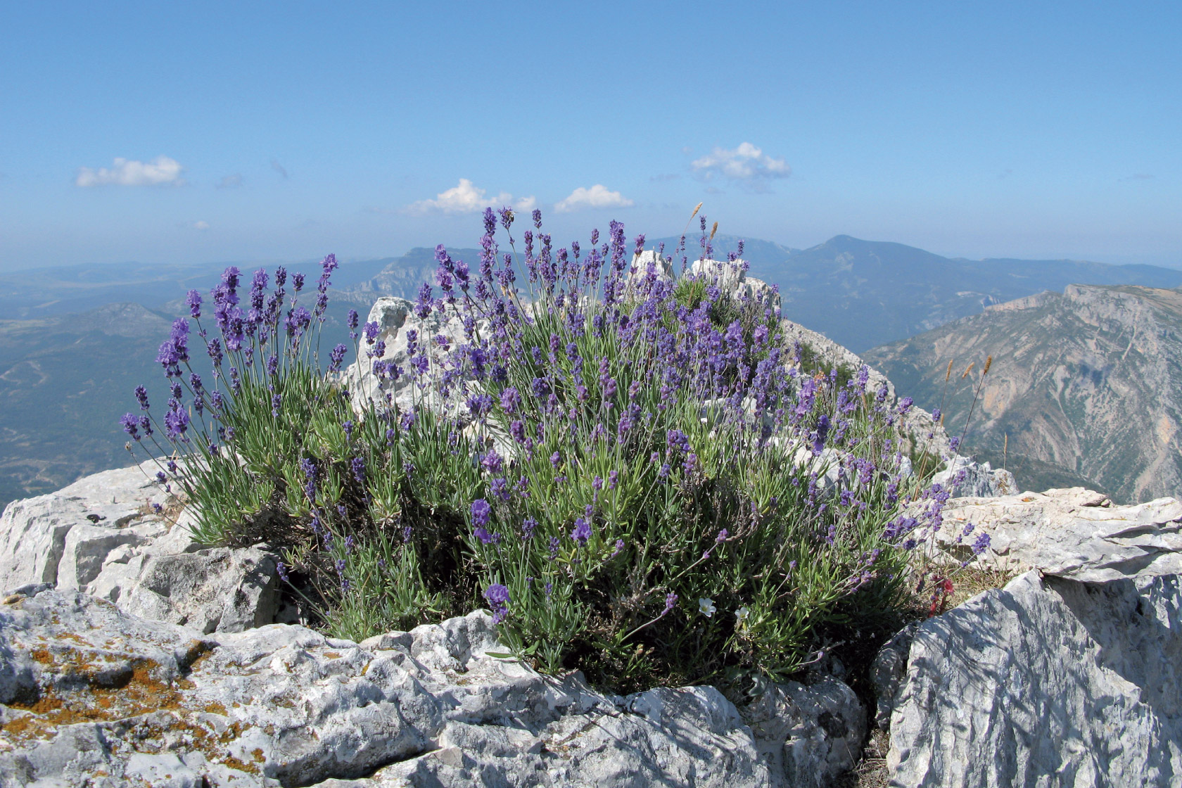 Miel de Provence  - alpes-sud