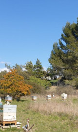 Les Abeilles de la Lisette Anne-Marie Puskaric-Beaulieu