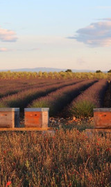 Des Abeilles et des Fleurs Paul NEGREL